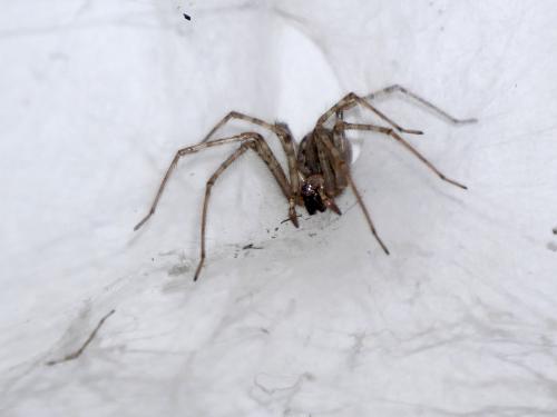 Réf. 234 171 : Tegenaria parietina